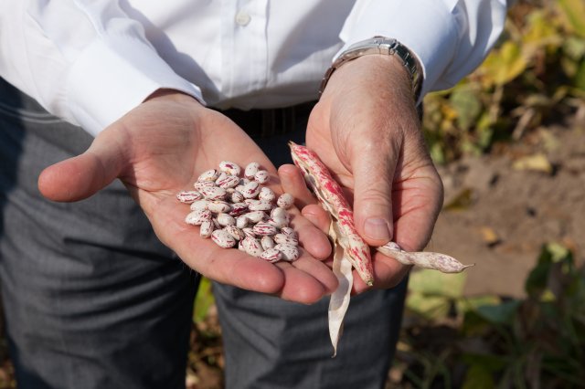 Cranberry Beans - Italy
